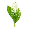 Lily of the valley flowers bouquet isolated on white background