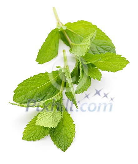 Fresh mint sprigs isolated on white background
