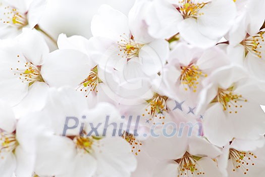 Delicate apple tree blossoms in spring close up