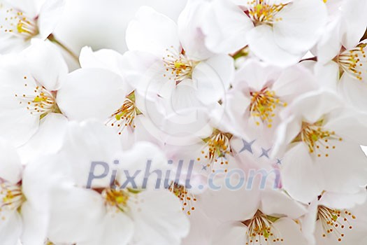 Delicate apple tree blossoms in spring close up Delicate apple tree blossoms in spring close up