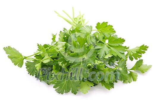 Bunch of Fresh green parsley isolated on white background