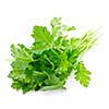 Bunch of Fresh green parsley isolated on white background