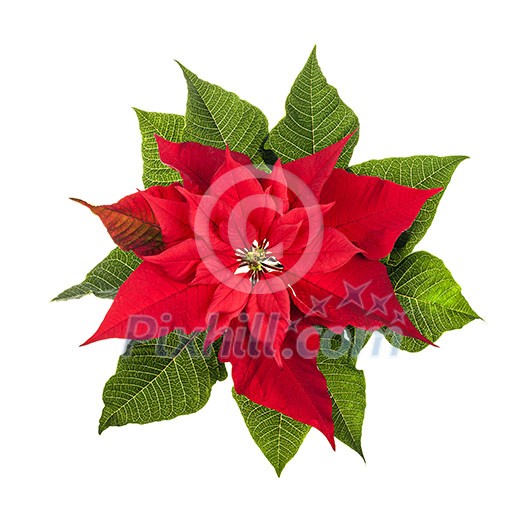 Red and green poinsettia plant for Christmas isolated on white background from above