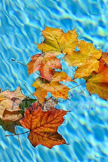 Fall leaves floating in swimming pool water Fall leaves floating in swimming pool water