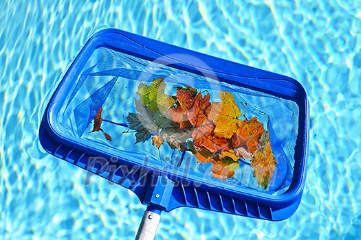 Cleaning swimming pool of fall leaves with blue skimmer before closing