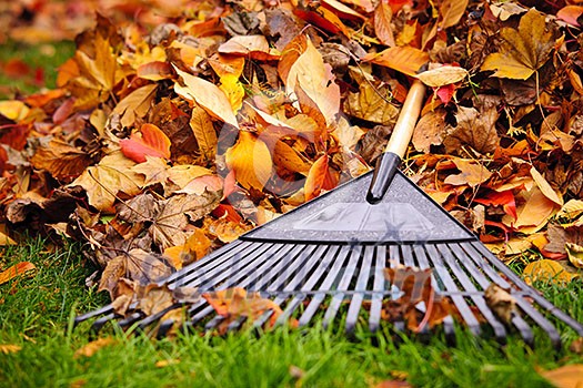 Pile of fall leaves with fan rake on lawn Pile of fall leaves with fan rake on lawn