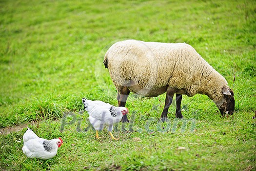 Sheep and chickens freely grazing on a small scale sustainable farm