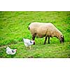 Sheep and chickens freely grazing on a small scale sustainable farm