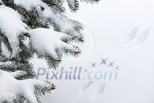 Winter evergreen tree branches under fluffy snow with copy space