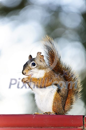 Tree squirrel eating nut sitting on wooden red railing