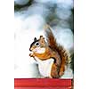 Tree squirrel eating nut sitting on wooden red railing