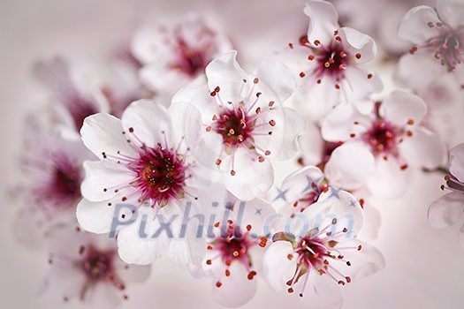 Cluster of beautiful pink cherry blossom flowers