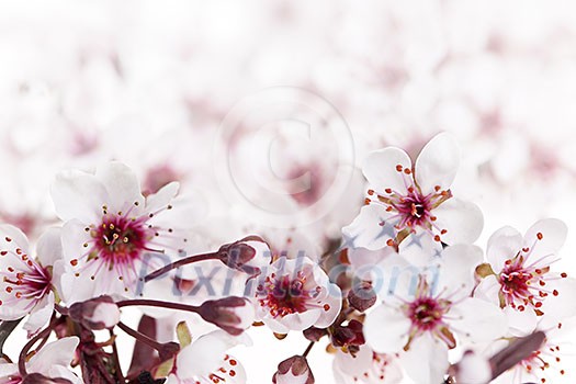 Beautiful pink cherry blossom flowers blooming in spring Beautiful pink cherry blossom flowers blooming in spring