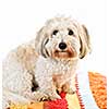 Adorable coton de tulear dog sitting on colorful carpet