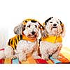 Two coton de tulear dogs in costumes