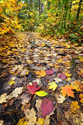 Fall forest path with fallen leaves covering the ground, Algonquin Park, Canada. Fall forest path with fallen leaves covering the ground, Algonquin Park, Canada.