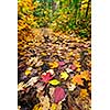 Fall forest path with fallen leaves covering the ground, Algonquin Park, Canada.