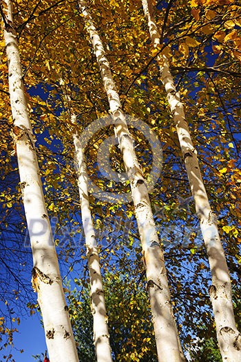 Birch tree trunks with yellow leaves in autumn forest Birch tree trunks with yellow leaves in autumn forest