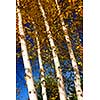 Birch tree trunks with yellow leaves in autumn forest