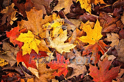 Background of colorful autumn leaves on forest floor