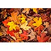 Background of colorful autumn leaves on forest floor