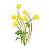 Yellow Lesser Celandine flowers in spring isolated on white background