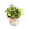 Potted seedlings of garden lettuce and salad greens isolated on white
