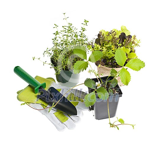 Plants and seedlings with gardening tools isolated on white