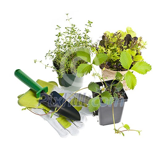 Plants and seedlings with gardening tools isolated on white Plants and seedlings with gardening tools isolated on white