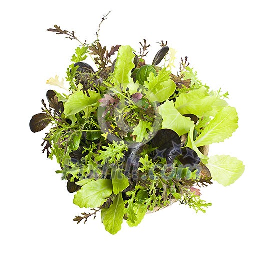 Potted seedlings of garden lettuce and salad greens from above