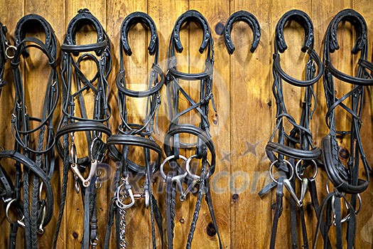 Leather horse bridles and bits hanging on wall of stable with one missing