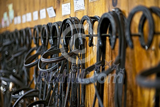 Leather horse bridles and bits hanging on wall of stable