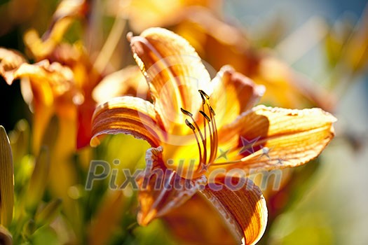Beautiful orange tiger lily flowers blossoming in garden Beautiful orange tiger lily flowers blossoming in garden