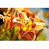 Beautiful orange tiger lily flowers blossoming in garden