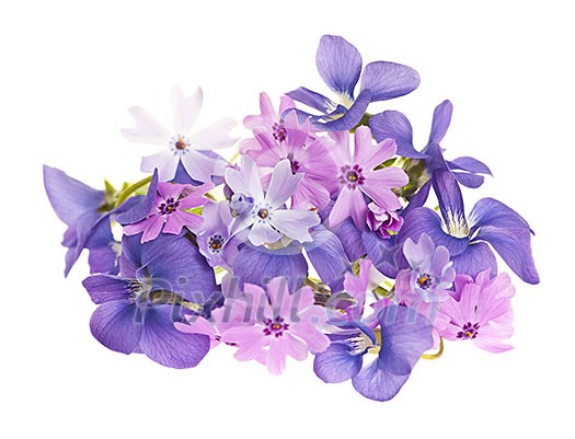 Arrangement of spring flowers purple violets and moss pink isolated on white background Arrangement of spring flowers purple violets and moss pink isolated on white background