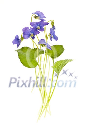 Arrangement of spring purple violets with leaves isolated on white background Arrangement of spring purple violets with leaves isolated on white background