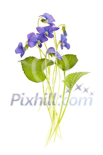 Arrangement of spring purple violets with leaves isolated on white background