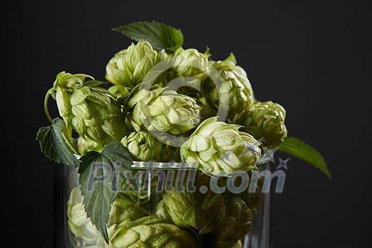 hops in a beer glass with green leaves. Fresh herbal ingredient for beer production. Selective focus hops in a beer glass with green leaves. Fresh herbal ingredient for beer production. Selective focus