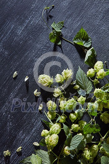 Fresh green hop branch on wooden background. Fresh green hop branch on wooden background.