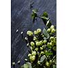 Fresh green hop branch on wooden background.