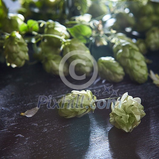 Wooden background with fresh green hop. Shallow focus . Beer production ingredient. Wooden background with fresh green hop. Shallow focus . Beer production ingredient.