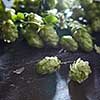 Wooden background with fresh green hop. Shallow focus . Beer production ingredient.
