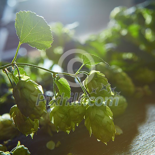 Ripe Hop cones on bush with green leaves. Fresh herbal ingredient for beer production. Selective focus