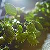 Ripe Hop cones on bush with green leaves. Fresh herbal ingredient for beer production. Selective focus