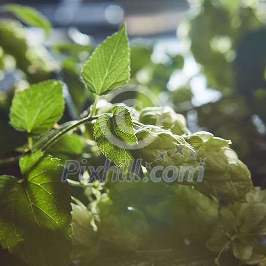 Green Hop Cones on a old wooden background. Fresh herbal ingredient for beer production. Selective focus Green Hop Cones on a old wooden background. Fresh herbal ingredient for beer production. Selective focus