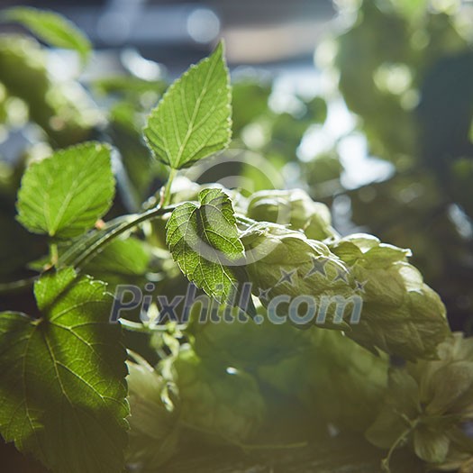 Green Hop Cones on a old wooden background. Fresh herbal ingredient for beer production. Selective focus