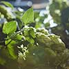 Green Hop Cones on a old wooden background. Fresh herbal ingredient for beer production. Selective focus