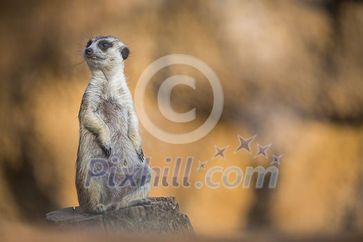Watchful meerkat standing guard Watchful meerkat standing guard