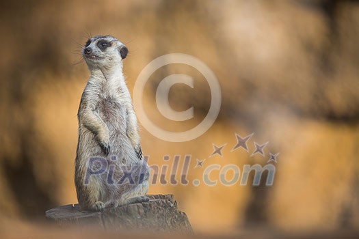 Watchful meerkat standing guard