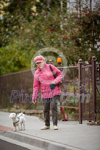 Senior woman walking her little dog on a city street; looking happy and relaxed (shallow DOF) Senior woman walking her little dog on a city street; looking happy and relaxed (shallow DOF)